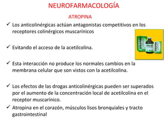 NEUROFARMACOLOGÍA
                            ATROPINA
 Los anticolinérgicas actúan antagonistas competitivos en los
  receptores colinérgicos muscarínicos

 Evitando el acceso de la acetilcolina.

 Esta interacción no produce los normales cambios en la
  membrana celular que son vistos con la acetilcolina.

 Los efectos de las drogas anticolinérgicas pueden ser superados
  por el aumento de la concentración local de acetilcolina en el
  receptor muscarínico.
 Atropina en el corazón, músculos lisos bronquiales y tracto
  gastrointestinal
 