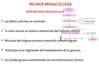 NEUROFARMACOLOGÍA
                  ADRENALINA( Metabolismo)

 Las fibras uterinas se contraen

 A nivel vesical se induce contracción del esfínter vesical

 Músculo del trígono provoca retención urinaria aguda

 Participa en la regulación del metabolismo de la glucosa

 Los ácidos grasos aumentando sus concentraciones séricas
 