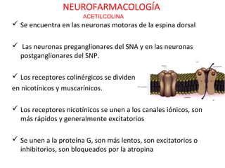 NEUROFARMACOLOGÍA
                       ACETILCOLINA
 Se encuentra en las neuronas motoras de la espina dorsal

 Las neuronas preganglionares del SNA y en las neuronas
  postganglionares del SNP.

 Los receptores colinérgicos se dividen
en nicotínicos y muscarínicos.

 Los receptores nicotínicos se unen a los canales iónicos, son
  más rápidos y generalmente excitatorios

 Se unen a la proteína G, son más lentos, son excitatorios o
  inhibitorios, son bloqueados por la atropina
 