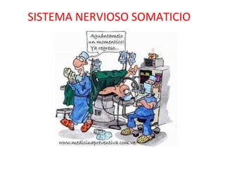 SISTEMA NERVIOSO SOMATICIO
 