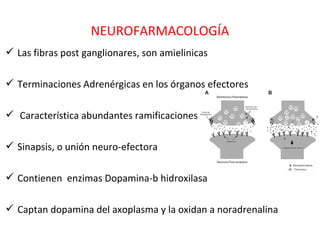 NEUROFARMACOLOGÍA
 Las fibras post ganglionares, son amielinicas

 Terminaciones Adrenérgicas en los órganos efectores

 Característica abundantes ramificaciones

 Sinapsis, o unión neuro-efectora

 Contienen enzimas Dopamina-b hidroxilasa

 Captan dopamina del axoplasma y la oxidan a noradrenalina
 