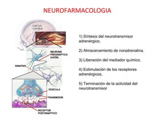NEUROFARMACOLOGIA


        1) Síntesis del neurotransmisor
        adrenérgico.

        2) Almacenamiento de noradrenalina.

        3) Liberación del mediador químico.

        4) Estimulación de los receptores
        adrenérgicos.

        5) Terminación de la actividad del
        neurotransmisor
 