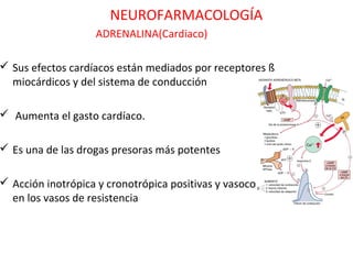 NEUROFARMACOLOGÍA
                    ADRENALINA(Cardiaco)

 Sus efectos cardíacos están mediados por receptores ß
  miocárdicos y del sistema de conducción

 Aumenta el gasto cardíaco.

 Es una de las drogas presoras más potentes

 Acción inotrópica y cronotrópica positivas y vasoconstrictora
  en los vasos de resistencia
 