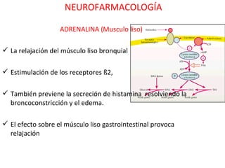 NEUROFARMACOLOGÍA

                   ADRENALINA (Musculo liso)

 La relajación del músculo liso bronquial

 Estimulación de los receptores ß2,

 También previene la secreción de histamina resolviendo la
  broncoconstricción y el edema.

 El efecto sobre el músculo liso gastrointestinal provoca
  relajación
 