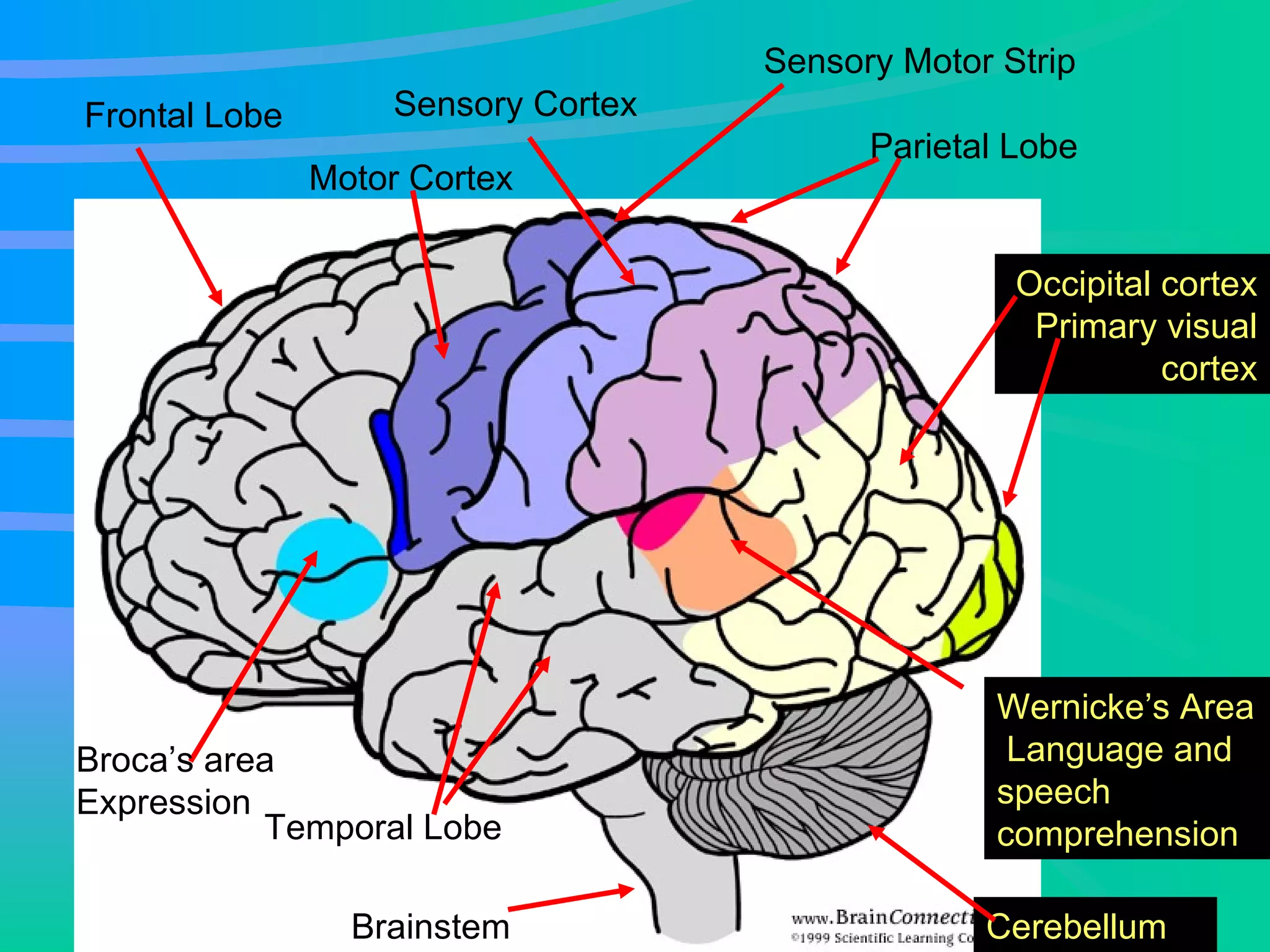 Frontal Lobe Sensory Motor Strip Temporal Lobe Occipital cortex  Primary visual cortex Parietal Lobe Broca’s area Expression Wernicke’s Area  Language and speech comprehension   Brainstem Cerebellum Sensory Cortex Motor Cortex 
