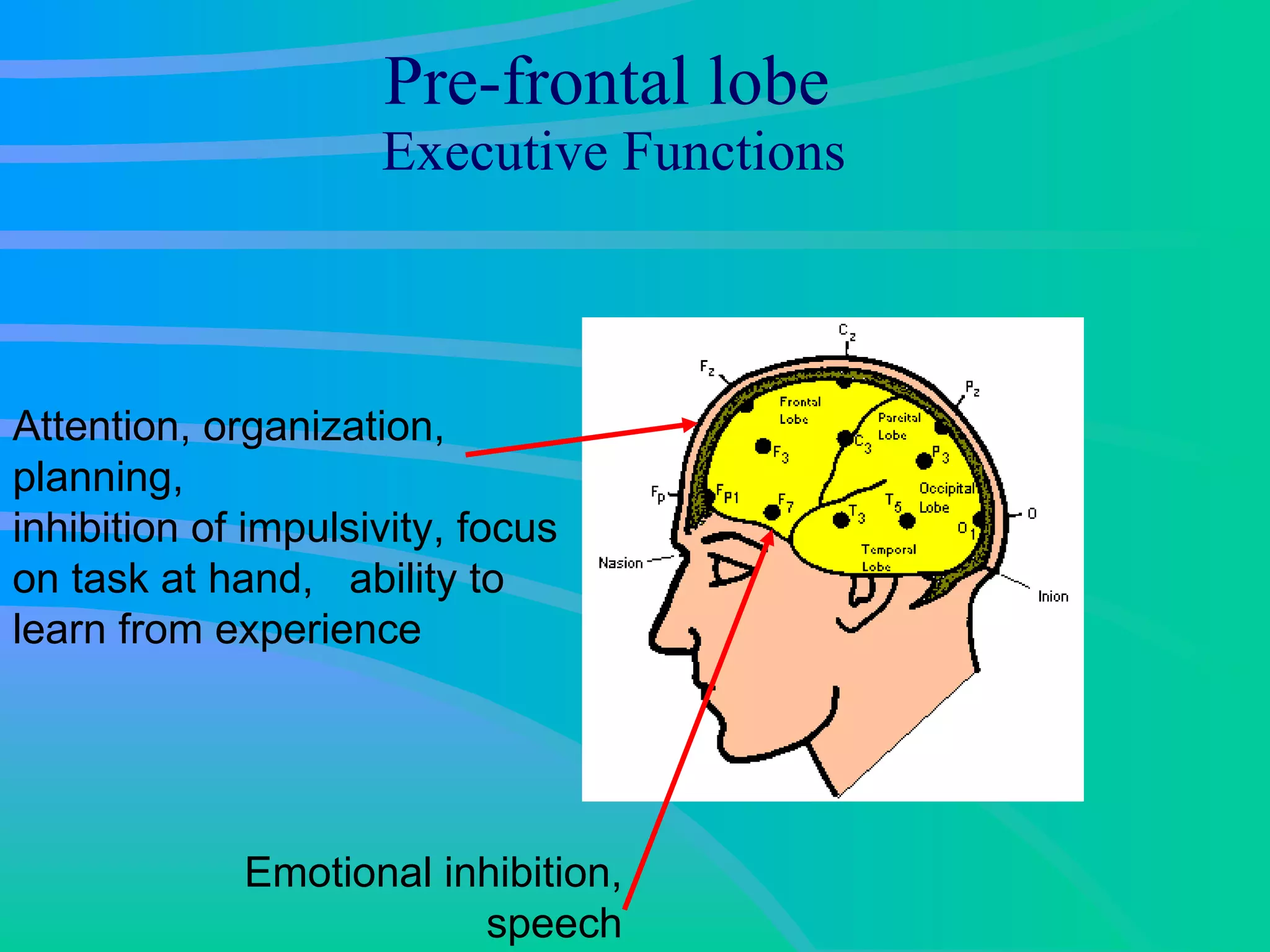 Pre-frontal lobe   Executive Functions Attention, organization, planning,  inhibition of impulsivity, focus on task at hand,  ability to learn from experience Emotional inhibition, speech 