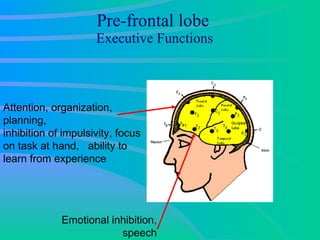 Pre-frontal lobe   Executive Functions Attention, organization, planning,  inhibition of impulsivity, focus on task at hand,  ability to learn from experience Emotional inhibition, speech 
