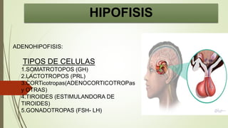 ADENOHIPOFISIS:
TIPOS DE CELULAS
1.SOMATROTOPOS (GH)
2.LACTOTROPOS (PRL)
3.CORTicotropas(ADENOCORTICOTROPas
y OTRAS)
4.TIROIDES (ESTIMULANDORA DE
TIROIDES)
5.GONADOTROPAS (FSH- LH)
HIPOFISIS
 