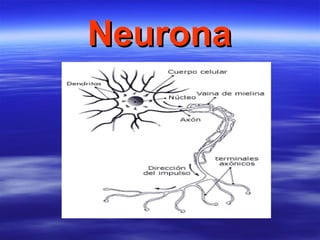 Neurona 