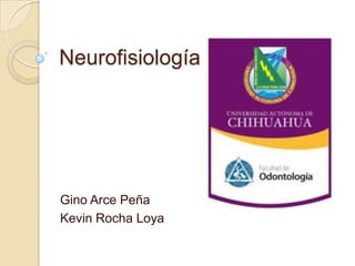 Neurofisiología




Gino Arce Peña
Kevin Rocha Loya
 