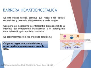 Es una bicapa lipídica continua que rodea a las células
endoteliales y que aísla el tejido cerebral de la sangre.
Conforma un mecanismo de intercambio bidireccional de la
interfase del componente intravascular y el parénquima
cerebral contribuyendo a la homeostasis.
Es casi impermeable a las proteínas del plasma.
Oxígeno, la glucosa, aminoácidos y
otros nutrientes esenciales cruzan la
BHE.
Snell RS. Neuroanatomía clínica. 8th ed. Philadelphia Etc.: Wolters Kluwer, D. L; 2019.
BARRERA HEMATOENCEFÁLICA
 