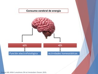 60%
Consumo cerebral de energía
40%
Función electrofisiológica Actividades homeostáticas
Gropper MA. Miller’s anesthesia. 9th ed. Amsterdam: Elsevier; 2019.
 