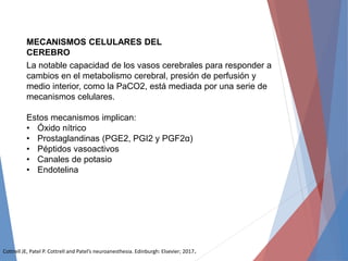 MECANISMOS CELULARES DEL
CEREBRO
La notable capacidad de los vasos cerebrales para responder a
cambios en el metabolismo cerebral, presión de perfusión y
medio interior, como la PaCO2, está mediada por una serie de
mecanismos celulares.
Estos mecanismos implican:
• Óxido nítrico
• Prostaglandinas (PGE2, PGI2 y PGF2α)
• Péptidos vasoactivos
• Canales de potasio
• Endotelina
Cottrell JE, Patel P. Cottrell and Patel’s neuroanesthesia. Edinburgh: Elsevier; 2017.
 