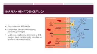 BARRERA HEMATOENCEFÁLICA
 Peso molecular: 400-600 Da
 Compuesta: pericitos, lámina basal,
astrocitos y microglía
 La glucosa no atraviesa libremente la BHE,
requiere de un transportador, energía y un
gradiente de concentración.
 