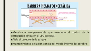 ■Membrana semipermeable que mantiene el control de la
distribución iónica en el LEC cerebral.
■Aísla el cerebro de la sangre
■Mantenimiento de la constancia del medio interno del cerebro
 