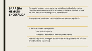 BARRERA
HEMATO-
ENCEFÁLICA
Complejas uniones estrechas entre las células endoteliales de los
capilares cerebrales eliminan huecos entre células e impiden la libre
difusión de sustancias sanguíneas en el cerebro.
Transporte de nutrientes, neuromodulación y osmorregulación.
El paso de sustancias depende:
-Solubilidad lipídica
-Presencia de sistemas de transporte activos.
Nervios simpáticos protegen la función de la BHE (cambios de PaCO2 y
presión arterial sistémica)
 