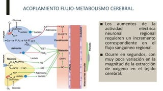 ACOPLAMIENTO FLUJO-METABOLISMO CEREBRAL.
■ Los aumentos de la
actividad eléctrica
neuronal regional
requieren un incremento
correspondiente en el
flujo sanguíneo regional.
■ Ocurre en segundos, con
muy poca variación en la
magnitud de la extracción
de oxígeno en el tejido
cerebral.
 