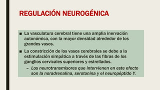 REGULACIÓN NEUROGÉNICA
■ La vasculatura cerebral tiene una amplia inervación
autonómica, con la mayor densidad alrededor de los
grandes vasos.
■ La constricción de los vasos cerebrales se debe a la
estimulación simpática a través de las fibras de los
ganglios cervicales superiores y estrellados.
– Los neurotransmisores que intervienen en este efecto
son la noradrenalina, serotonina y el neuropéptido Y.
 