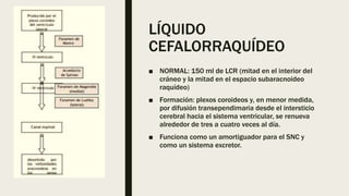 LÍQUIDO
CEFALORRAQUÍDEO
■ NORMAL: 150 ml de LCR (mitad en el interior del
cráneo y la mitad en el espacio subaracnoideo
raquídeo)
■ Formación: plexos coroideos y, en menor medida,
por difusión transependimaria desde el intersticio
cerebral hacia el sistema ventricular, se renueva
alrededor de tres a cuatro veces al día.
■ Funciona como un amortiguador para el SNC y
como un sistema excretor.
 