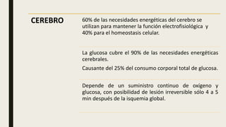 CEREBRO 60% de las necesidades energéticas del cerebro se
utilizan para mantener la función electrofisiológica y
40% para el homeostasis celular.
La glucosa cubre el 90% de las necesidades energéticas
cerebrales.
Causante del 25% del consumo corporal total de glucosa.
Depende de un suministro continuo de oxígeno y
glucosa, con posibilidad de lesión irreversible sólo 4 a 5
min después de la isquemia global.
 