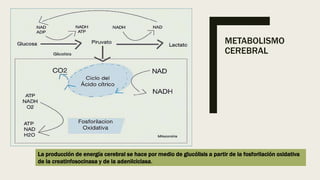 METABOLISMO
CEREBRAL
La producción de energía cerebral se hace por medio de glucólisis a partir de la fosforilación oxidativa
de la creatinfosocinasa y de la adenilciclasa.
 