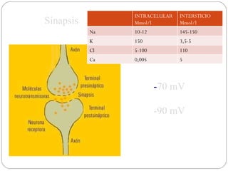 Sinapsis - 70 mV -90 mV INTRACELULAR Mmol/l INTERSTICIO Mmol/l Na 10-12 145-150 K 150 3,5-5 Cl 5-100 110 Ca 0,005 5 