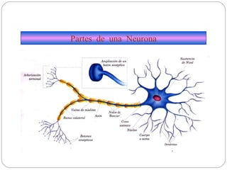 Partes  de  una  Neurona 