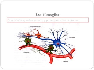 Las  Neuroglias Son células que dan soporte y protección a las neuronas 