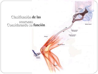 Clasificación   de las  neuronas Considerando su  función 
