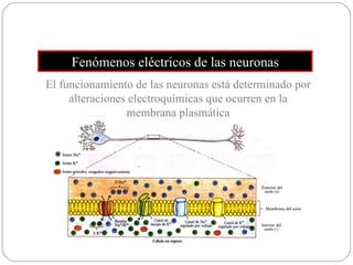 Fenómenos eléctricos de las neuronas El funcionamiento de las neuronas está determinado por alteraciones electroquímicas que ocurren en la membrana plasmática 