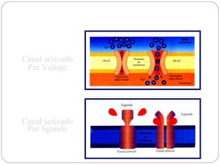 Canal activado Por Voltaje Canal activado Por ligando 