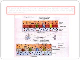 El potencial de acción: Es un fenómeno electroquímico producido por cambios en la concentración de iones Sodio y Potasio, entre el medio extra e intracelular.  