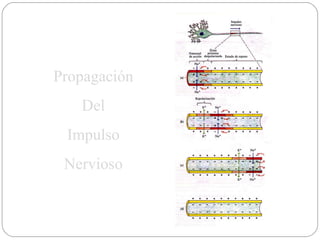 Propagación Del Impulso Nervioso 
