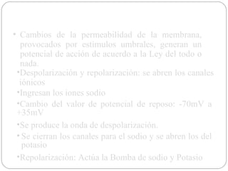 Cambios de la permeabilidad de la membrana, provocados por estímulos umbrales, generan un potencial de acción de acuerdo a la Ley del todo o nada. Despolarización y repolarización: se abren los canales iónicos Ingresan los iones sodio Cambio del valor de potencial de reposo: -70mV a +35mV Se produce la onda de despolarización. Se cierran los canales para el sodio y se abren los del potasio Repolarización: Actúa la Bomba de sodio y Potasio 