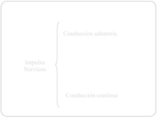 Impulso Nervioso Conducción saltatoria Conducción contínua 