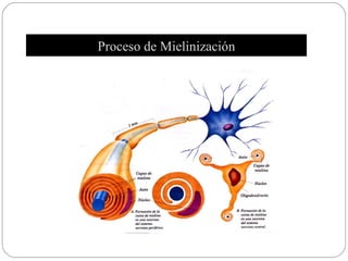 Proceso de Mielinización 