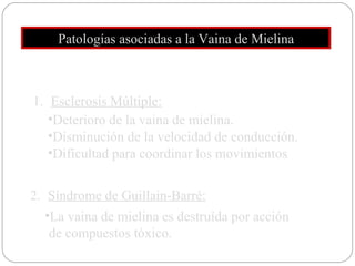 Patologías asociadas a la Vaina de Mielina Esclerosis Múltiple: Deterioro de la vaina de mielina. Disminución de la velocidad de conducción. Dificultad para coordinar los movimientos 2.  Síndrome de Guillain-Barré: La vaina de mielina es destruída por acción de compuestos tóxico. 