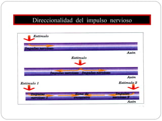 Direccionalidad  del  impulso  nervioso 