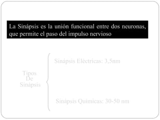 La Sinápsis es la unión funcional entre dos neuronas, que permite el paso del impulso nervioso Tipos  De  Sinápsis Sinápsis Eléctricas: 3,5nm Sinápsis Químicas: 30-50 nm 