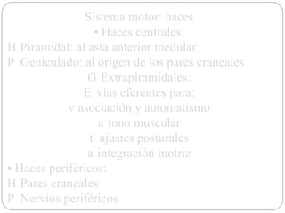 Sistema motor: haces •  Haces centrales: 􀂃  Piramidal: al asta anterior medular 􀂃  Geniculado: al origen de los pares craneales 􀂃  Extrapiramidales: 􀂃  vías eferentes para: 􀂃 asociación y automatismo 􀂃 tono muscular 􀂃 ajustes posturales 􀂃 integración motriz •  Haces periféricos: 􀂃  Pares craneales 􀂃  Nervios periféricos 