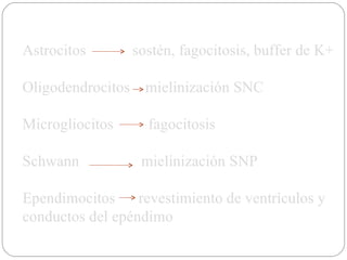 Astrocitos  sostén, fagocitosis, buffer de K+ Oligodendrocitos  mielinización SNC Microgliocitos  fagocitosis Schwann  mielinización SNP Ependimocitos  revestimiento de ventrículos y conductos del epéndimo 