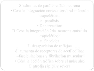 Síndromes de parálisis: 2da neurona •  Cesa la integración corteza cerebral-músculo esquelético: 􀂃  parálisis •  Denervación: 􀂃  Cesa la integración 2da. neurona-músculo esquelético: 􀂃  flaccidez 􀂃  desaparición de reflejos 􀂃  aumento de receptores de acetilcolina: – fasciculaciones y fibrilación muscular •  Cesa la acción trófica sobre el músculo: 􀂃  atrofia rápida y severa 