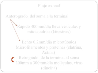 Flujo axonal Anterogrado  del soma a la terminal Rápido 400mm/día lleva vesículas y mitocondrias (kinesinas) Lento 0,2mm/día microtúbulos Microfilamentos y proteínas (clatrina, Actina)  Retrogrado  de la terminal al soma 200mm a 300mm/día moléculas, virus (dineina) 