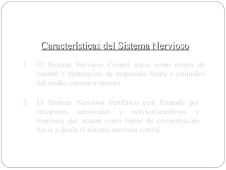 Características del Sistema Nervioso 1 El Sistema Nervioso Central actúa como centro de control y elaboración de respuestas frente a estímulos del medio externo e interno 2 El Sistema Nervioso Periférico está formado por receptores sensoriales y nervios(sensitivos y motores) que actúan como líneas de comunicación hacia y desde el sistema nervioso central 