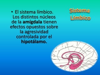 • El sistema límbico.
Los distintos núcleos
de la amígdala tienen
efectos opuestos sobre
la agresividad
controlada por el
hipotálamo.
 