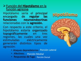 Función del Hipotálamo en la
función agresiva
Hipotálamo sería el principal
encargado de regular las
funciones neuroendocrinas
relacionadas con la agresión.
Con respecto a este criterio, el
hipotálamo estaría organizado
topográficamente en tres
regiones, las cuales una vez
estimuladas eléctricamente
generarán distintos tipos de
agresión:
• Ataques depredatorios:
• Afectivos:
• Respuestas de fuga:
Porción Lateral
Porción Medial
Porción Dorsal
 