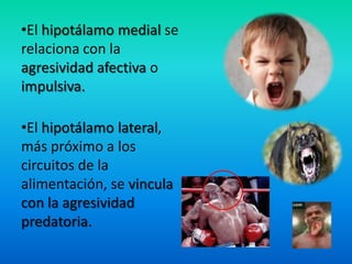 •El hipotálamo medial se
relaciona con la
agresividad afectiva o
impulsiva.
•El hipotálamo lateral,
más próximo a los
circuitos de la
alimentación, se vincula
con la agresividad
predatoria.
 