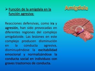  Función de la amígdala en la
función agresiva:
Reacciones defensivas, como ira y
agresión, han sido provocadas en
diferentes regiones del complejo
amigdaloide. Las lesiones en este
complejo producen disminución
en la conducta agresiva,
disminuyéndose la excitabilidad
emocional y normalizándose la
conducta social en individuos con
graves trastornos de conducta.
 