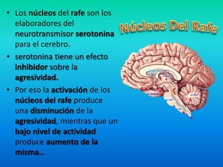 • Los núcleos del rafe son los
elaboradores del
neurotransmisor serotonina
para el cerebro.
• serotonina tiene un efecto
inhibidor sobre la
agresividad.
• Por eso la activación de los
núcleos del rafe produce
una disminución de la
agresividad, mientras que un
bajo nivel de actividad
produce aumento de la
misma..
 