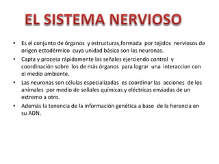 • Es el conjunto de órganos y estructuras,formada por tejidos nerviosos de
origen ectodérmico cuya unidad básica son las neuronas.
• Capta y procesa rápidamente las señales ejerciendo control y
coordinación sobre los de más órganos para lograr una interaccion con
el medio ambiente.
• Las neuronas son células especializadas es coordinar las acciones de los
animales por medio de señales químicas y eléctricas enviadas de un
extremo a otro.
• Además la tenencia de la información genética a base de la herencia en
su ADN.
 